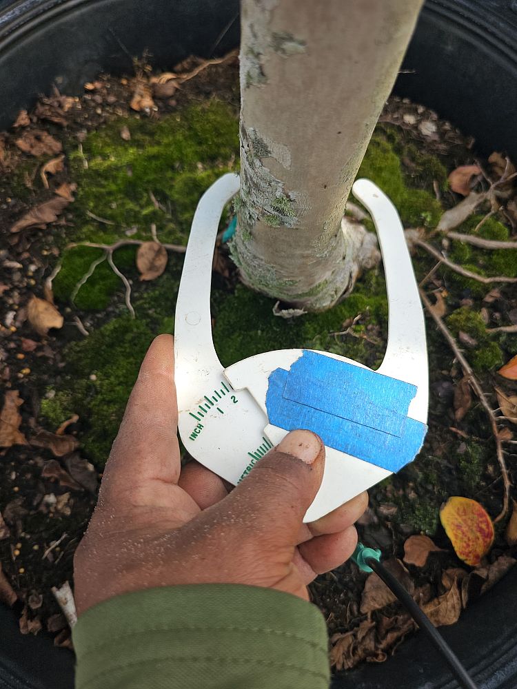 lagerstroemia-fauriei-muskogee-japanese-crape-myrtle