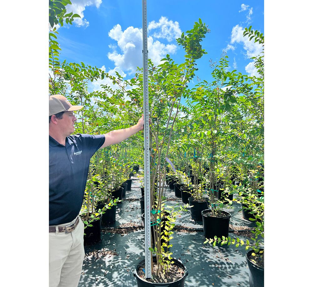 lagerstroemia-fauriei-muskogee-japanese-crape-myrtle