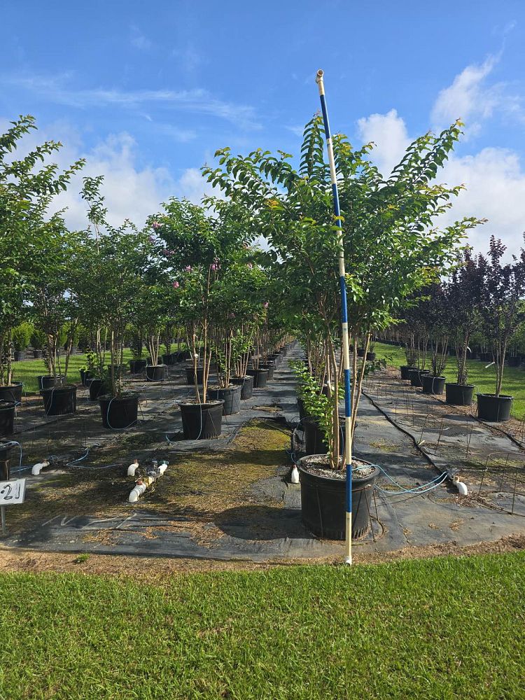 lagerstroemia-fauriei-muskogee-japanese-crape-myrtle
