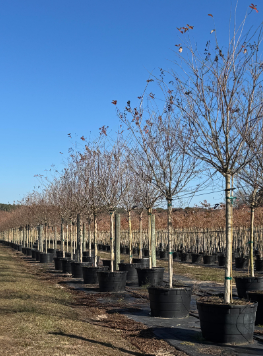 lagerstroemia-fauriei-muskogee-japanese-crape-myrtle