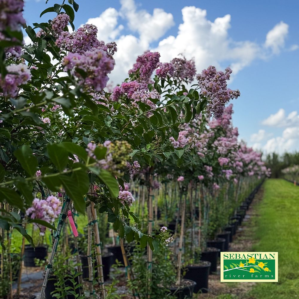 lagerstroemia-fauriei-muskogee-japanese-crape-myrtle