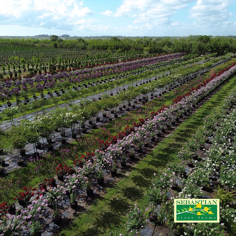 lagerstroemia-fauriei-muskogee-japanese-crape-myrtle