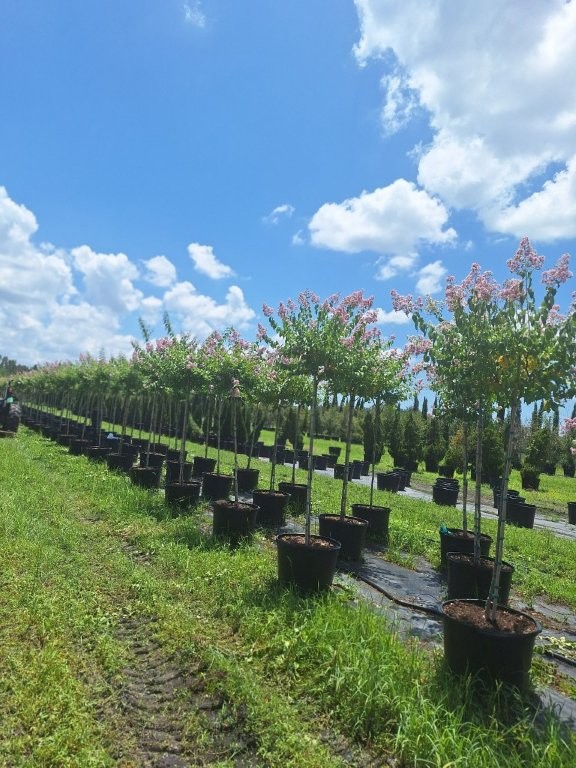 lagerstroemia-fauriei-muskogee-japanese-crape-myrtle