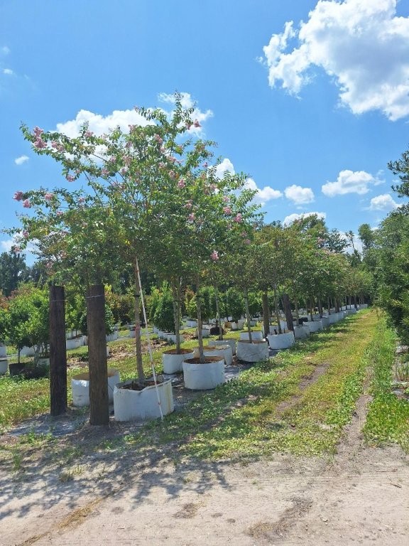 lagerstroemia-fauriei-muskogee-japanese-crape-myrtle