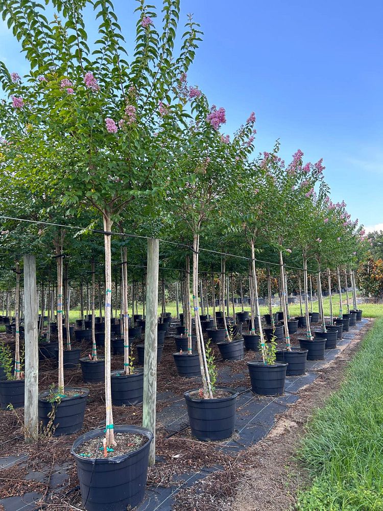 lagerstroemia-fauriei-muskogee-japanese-crape-myrtle