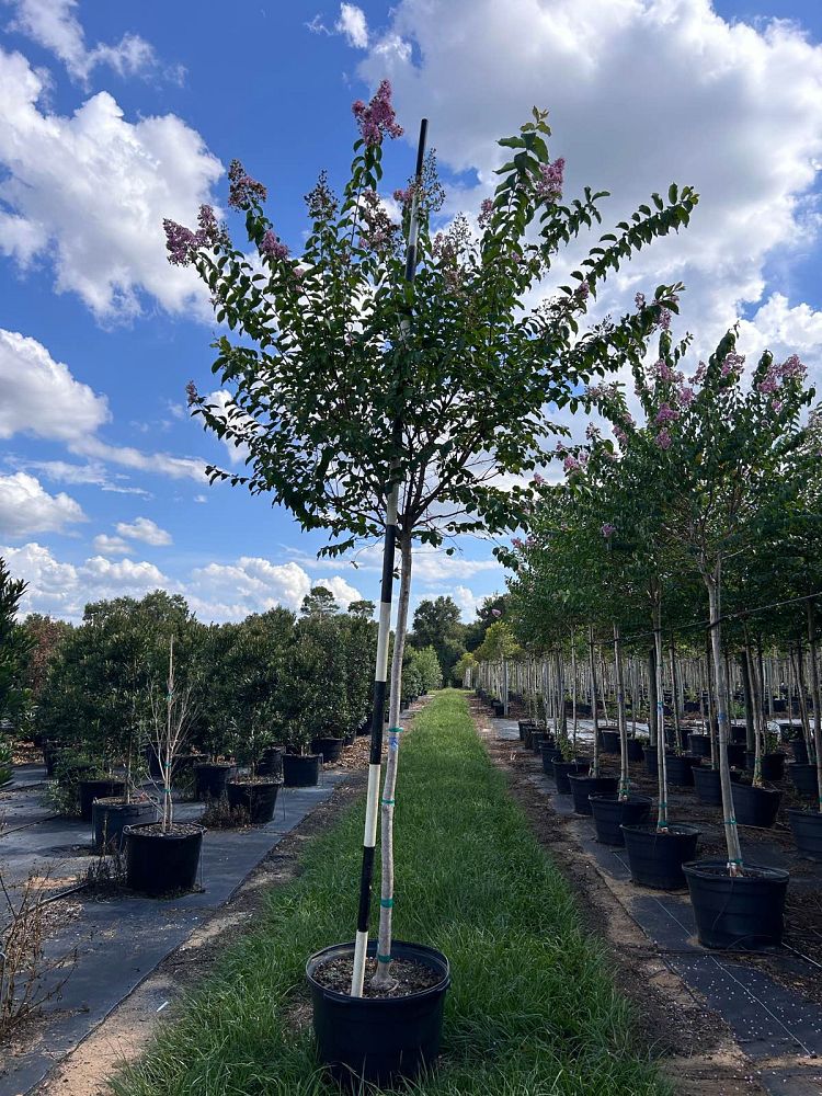 lagerstroemia-fauriei-muskogee-japanese-crape-myrtle