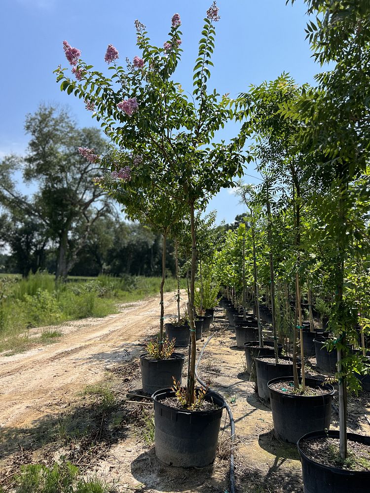 lagerstroemia-fauriei-muskogee-japanese-crape-myrtle