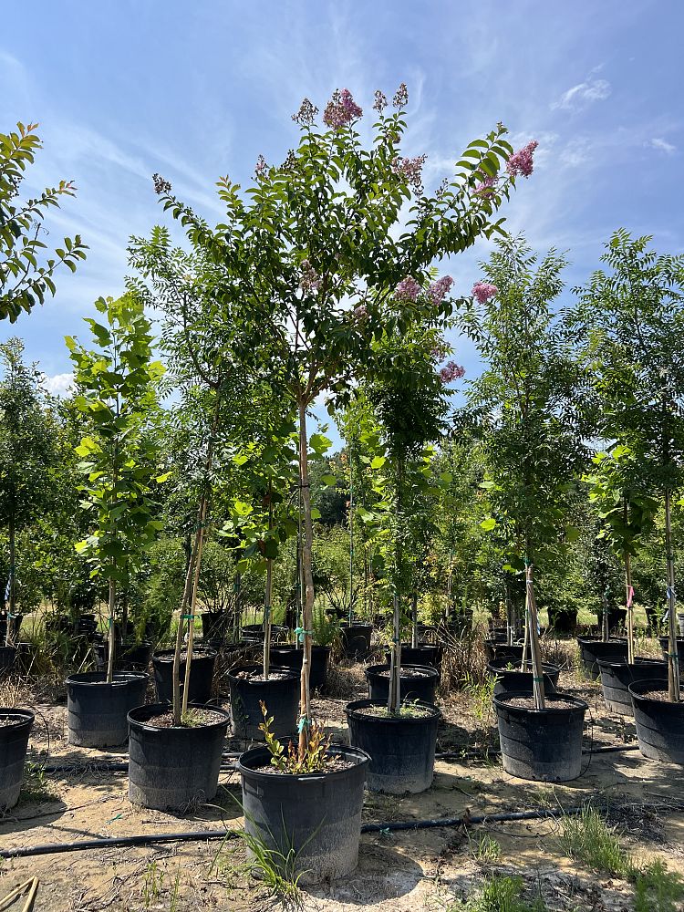 lagerstroemia-fauriei-muskogee-japanese-crape-myrtle