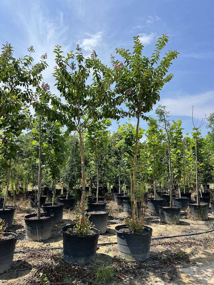 lagerstroemia-fauriei-muskogee-japanese-crape-myrtle