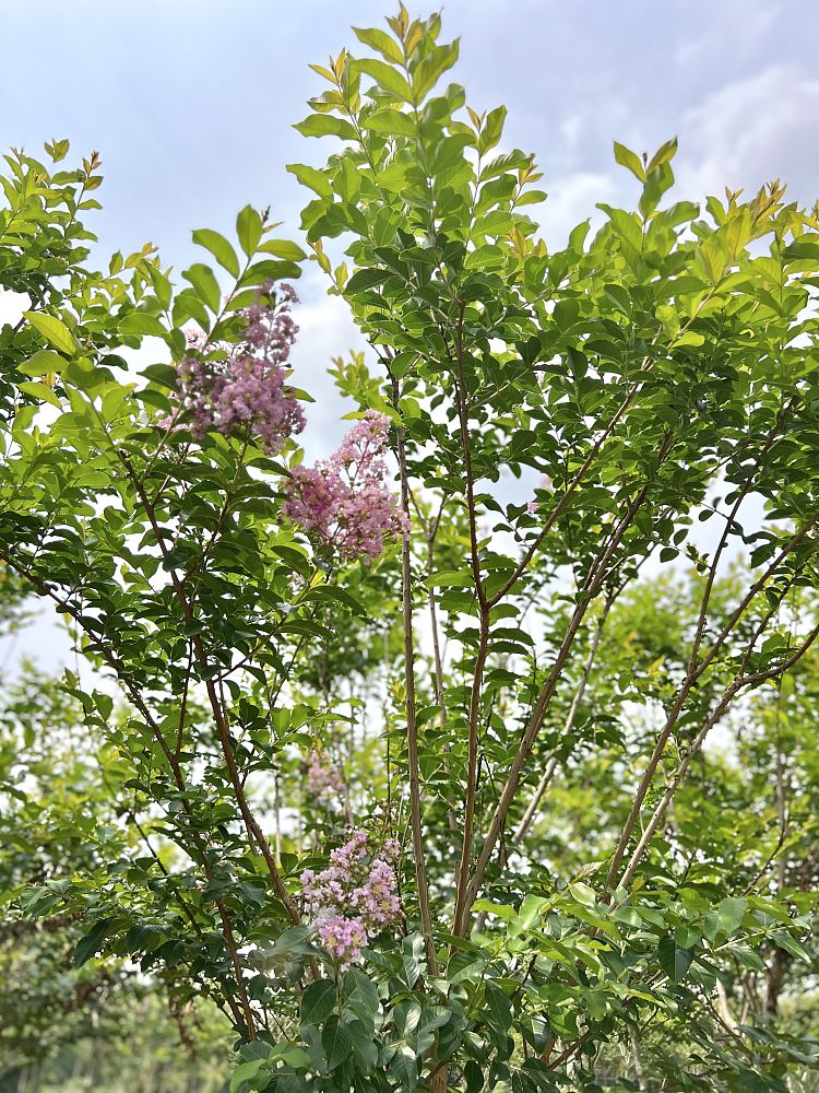 lagerstroemia-fauriei-muskogee-japanese-crape-myrtle
