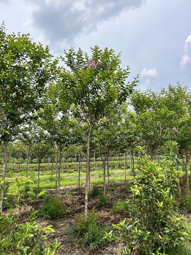 lagerstroemia-fauriei-muskogee-japanese-crape-myrtle