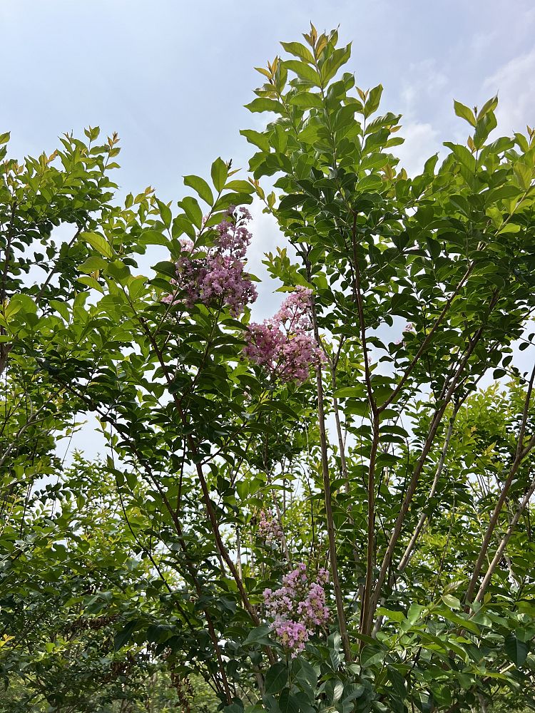 lagerstroemia-fauriei-muskogee-japanese-crape-myrtle