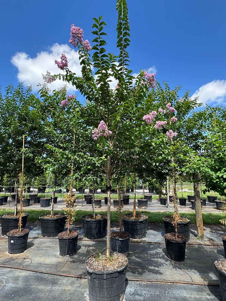lagerstroemia-fauriei-muskogee-japanese-crape-myrtle