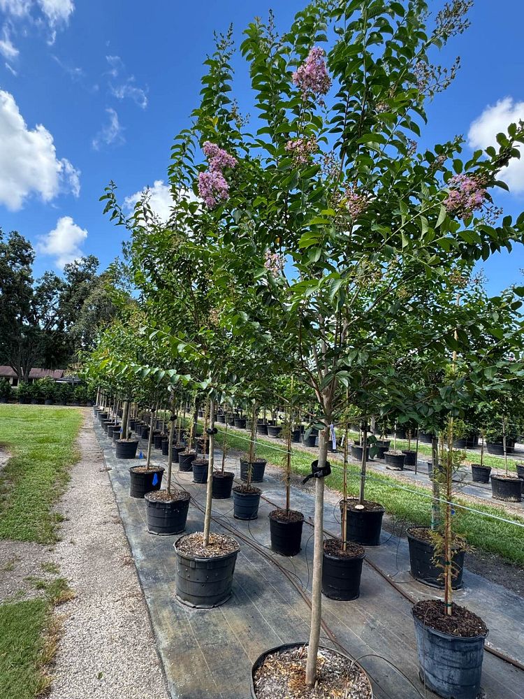 lagerstroemia-fauriei-muskogee-japanese-crape-myrtle