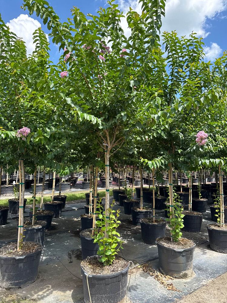 lagerstroemia-fauriei-muskogee-japanese-crape-myrtle
