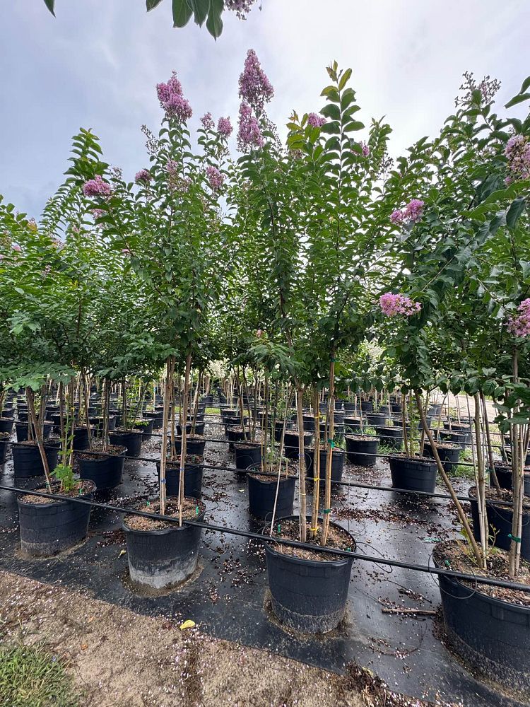 lagerstroemia-fauriei-muskogee-japanese-crape-myrtle