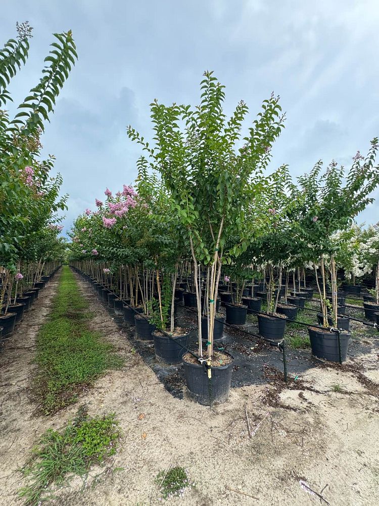 lagerstroemia-fauriei-muskogee-japanese-crape-myrtle