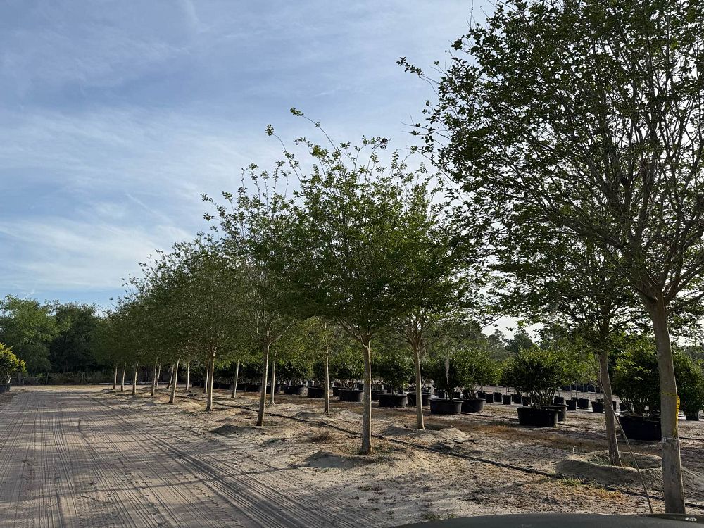 lagerstroemia-fauriei-muskogee-japanese-crape-myrtle