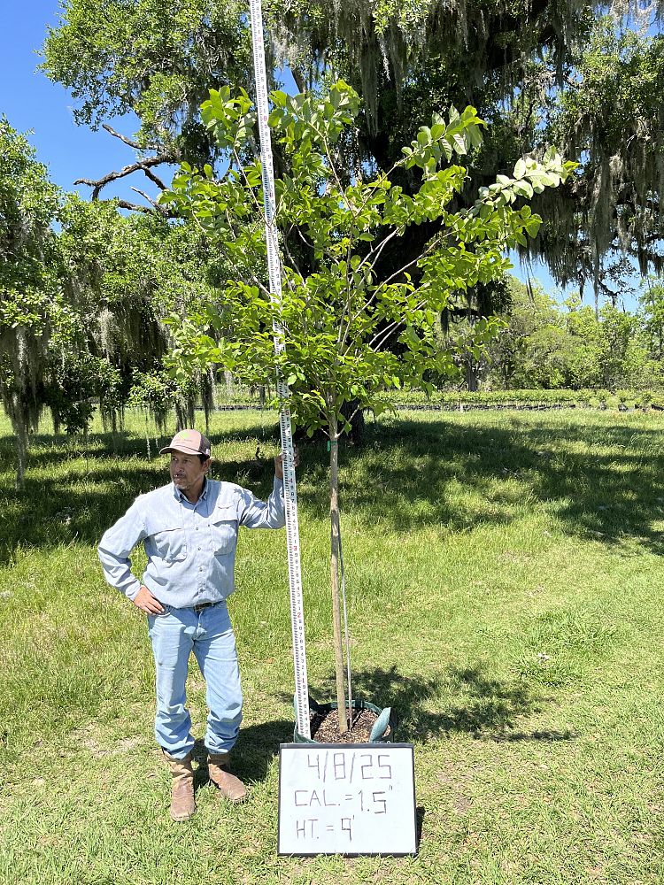 lagerstroemia-fauriei-muskogee-japanese-crape-myrtle