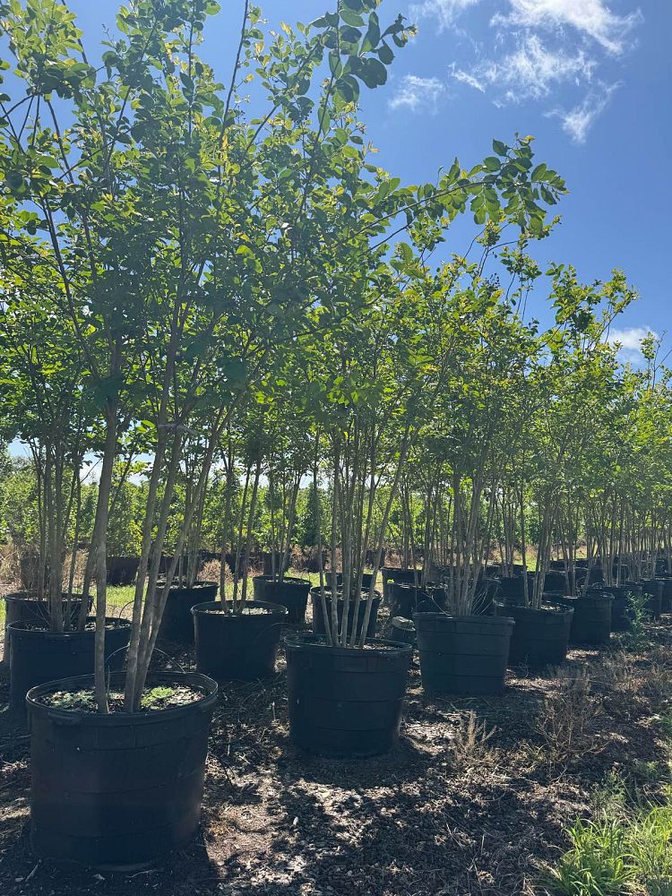 lagerstroemia-fauriei-muskogee-japanese-crape-myrtle