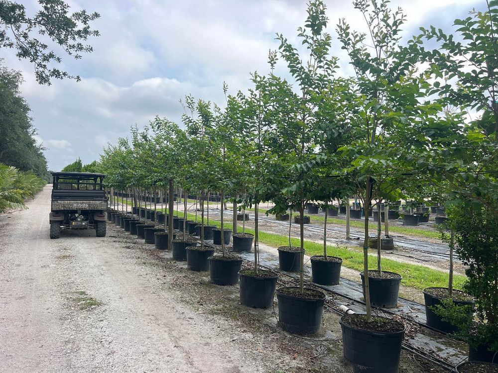 lagerstroemia-fauriei-muskogee-japanese-crape-myrtle