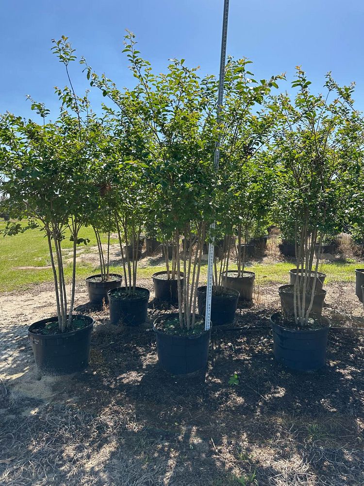 lagerstroemia-fauriei-muskogee-japanese-crape-myrtle