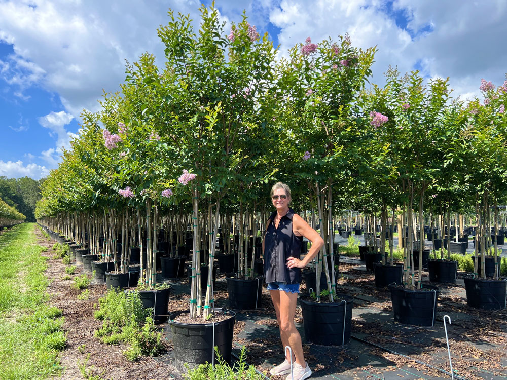 lagerstroemia-fauriei-muskogee-japanese-crape-myrtle