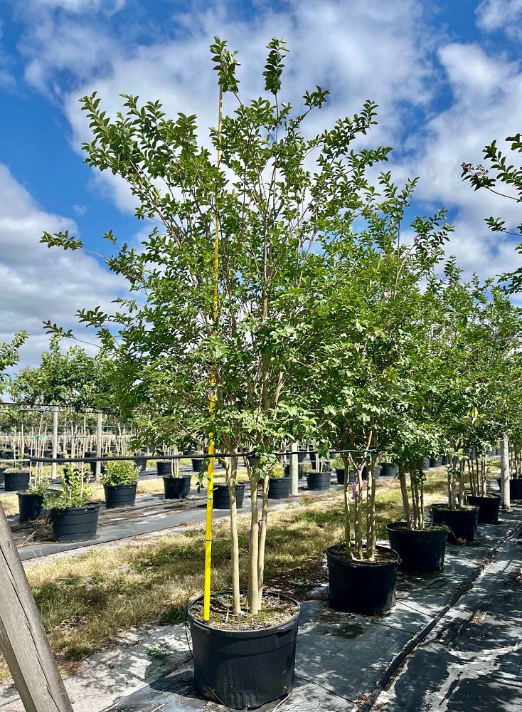 lagerstroemia-fauriei-muskogee-japanese-crape-myrtle