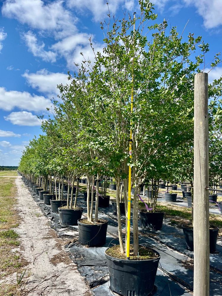 lagerstroemia-fauriei-muskogee-japanese-crape-myrtle