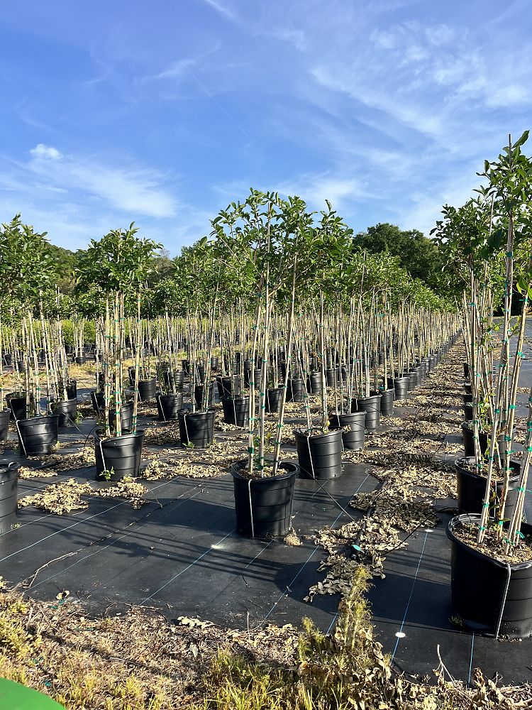 lagerstroemia-fauriei-muskogee-japanese-crape-myrtle
