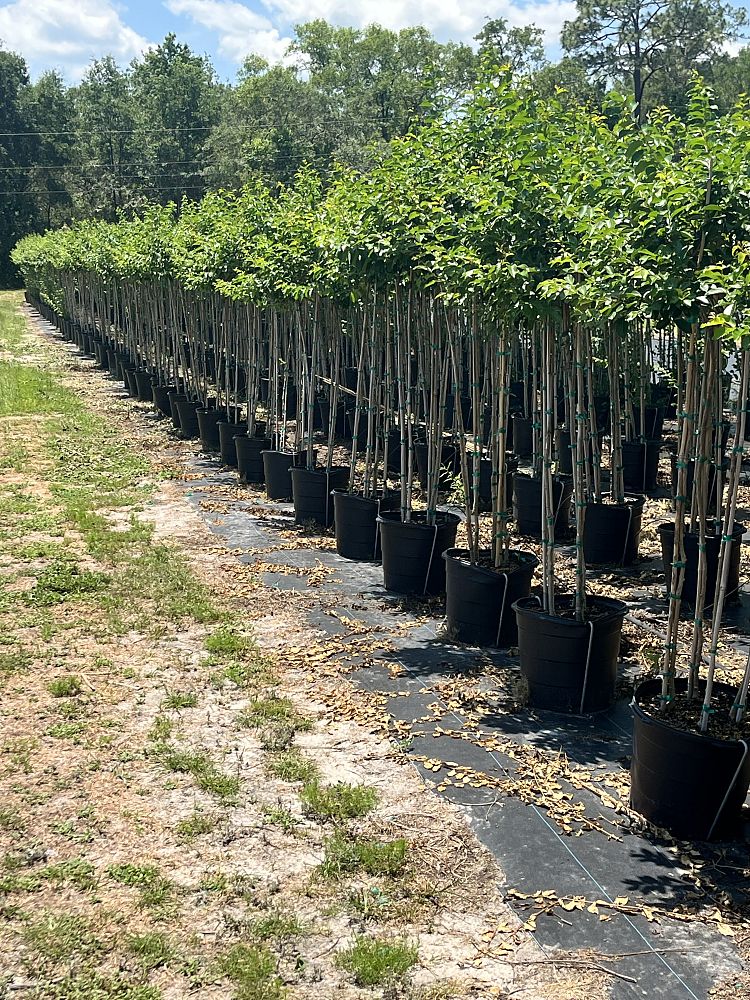lagerstroemia-fauriei-muskogee-japanese-crape-myrtle