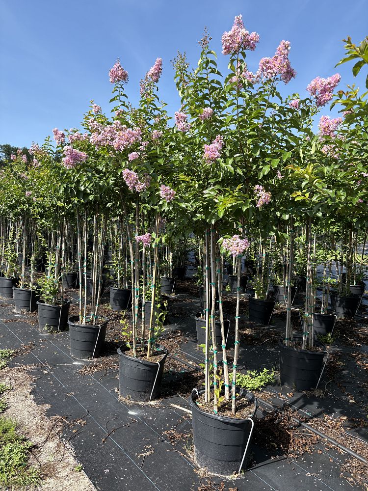lagerstroemia-fauriei-muskogee-japanese-crape-myrtle