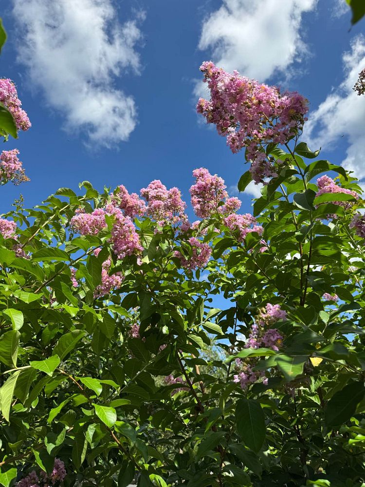lagerstroemia-fauriei-muskogee-japanese-crape-myrtle