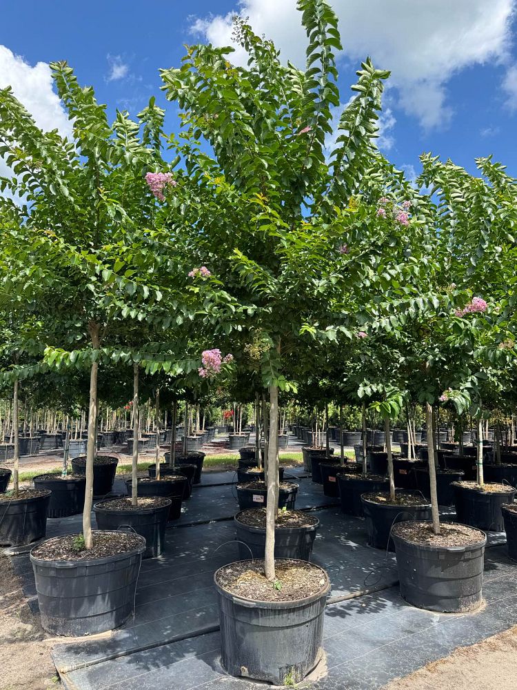 lagerstroemia-fauriei-muskogee-japanese-crape-myrtle