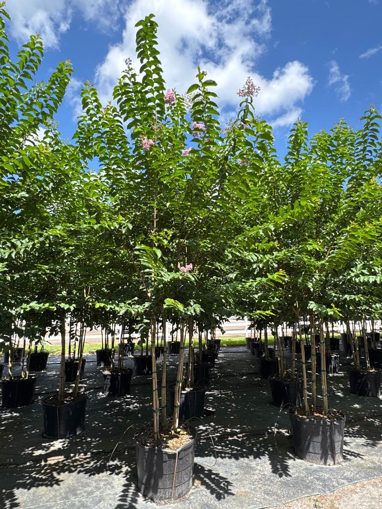 lagerstroemia-fauriei-muskogee-japanese-crape-myrtle