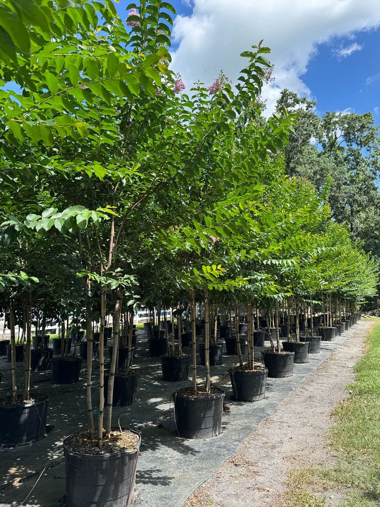 lagerstroemia-fauriei-muskogee-japanese-crape-myrtle