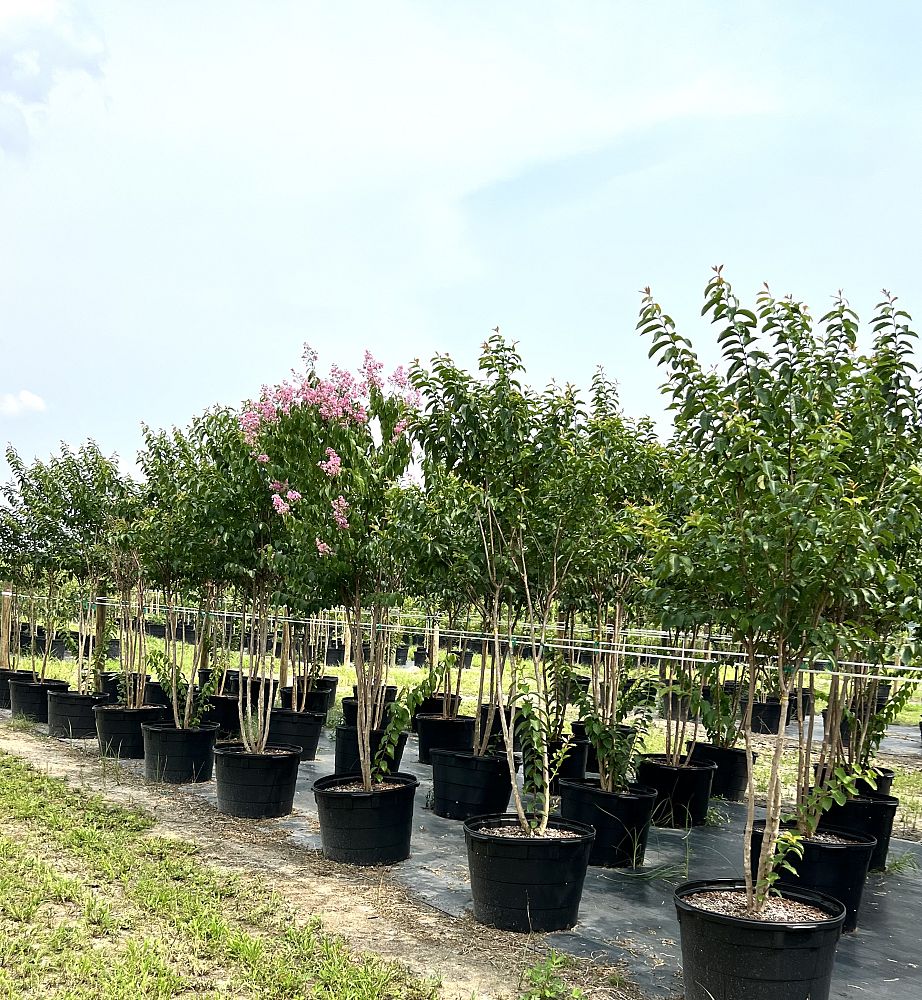 lagerstroemia-fauriei-muskogee-japanese-crape-myrtle