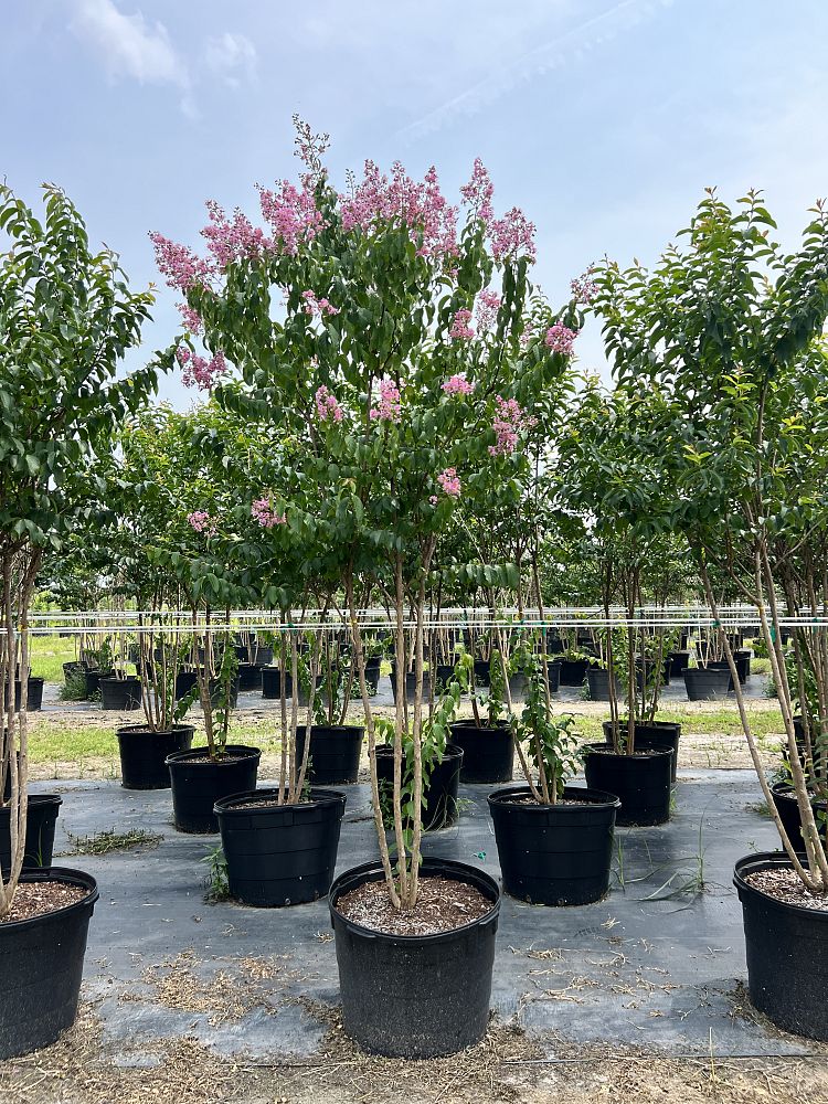 lagerstroemia-fauriei-muskogee-japanese-crape-myrtle