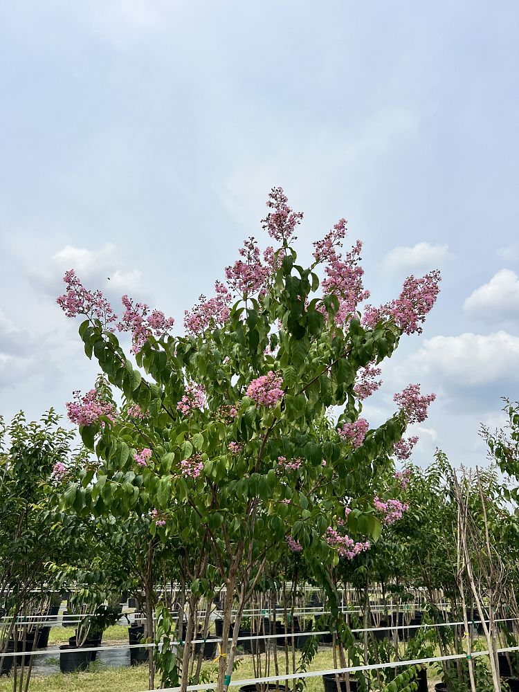 lagerstroemia-fauriei-muskogee-japanese-crape-myrtle