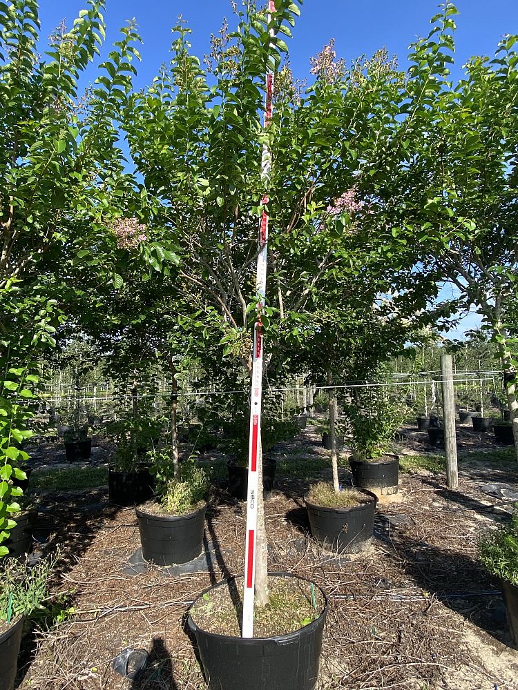 lagerstroemia-fauriei-muskogee-japanese-crape-myrtle