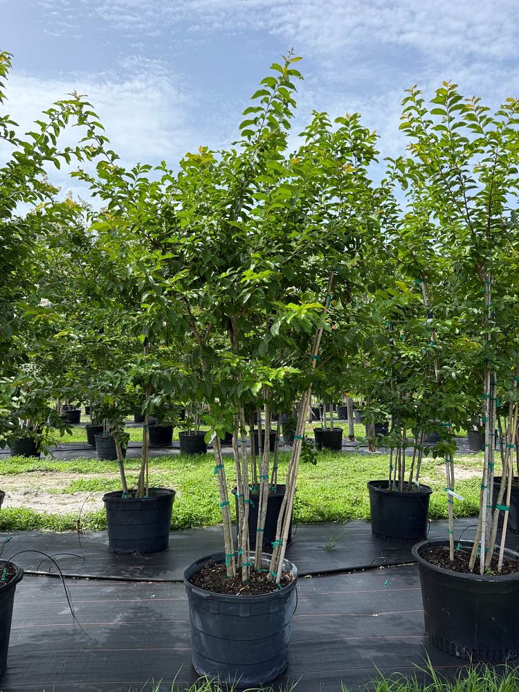 lagerstroemia-fauriei-muskogee-japanese-crape-myrtle