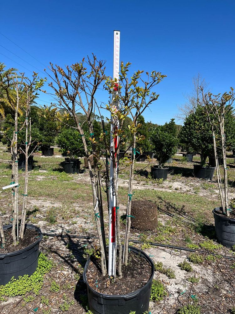 lagerstroemia-fauriei-muskogee-japanese-crape-myrtle