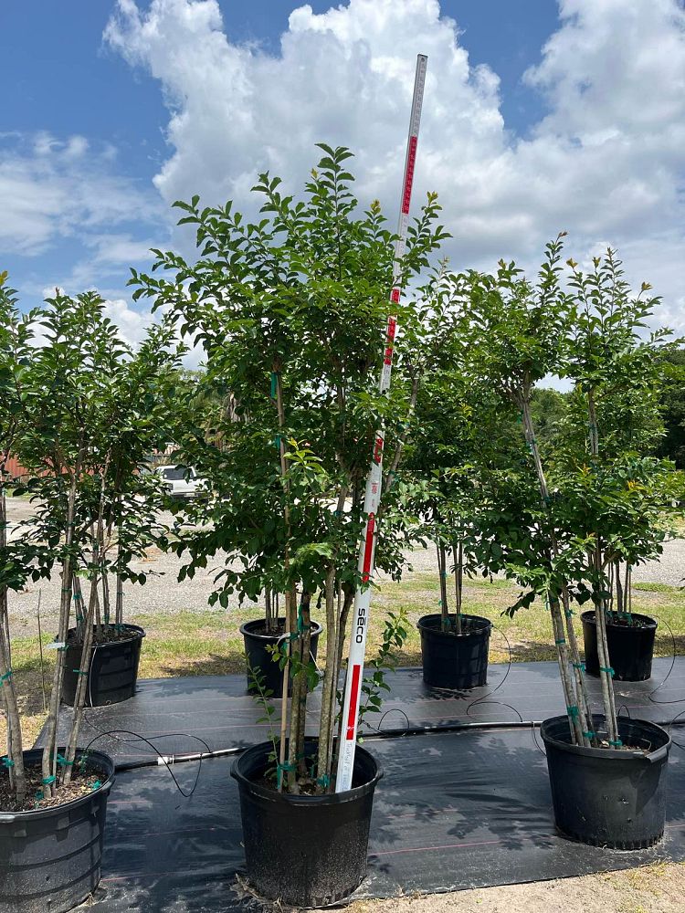 lagerstroemia-fauriei-muskogee-japanese-crape-myrtle