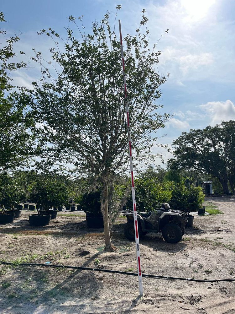 lagerstroemia-fauriei-muskogee-japanese-crape-myrtle
