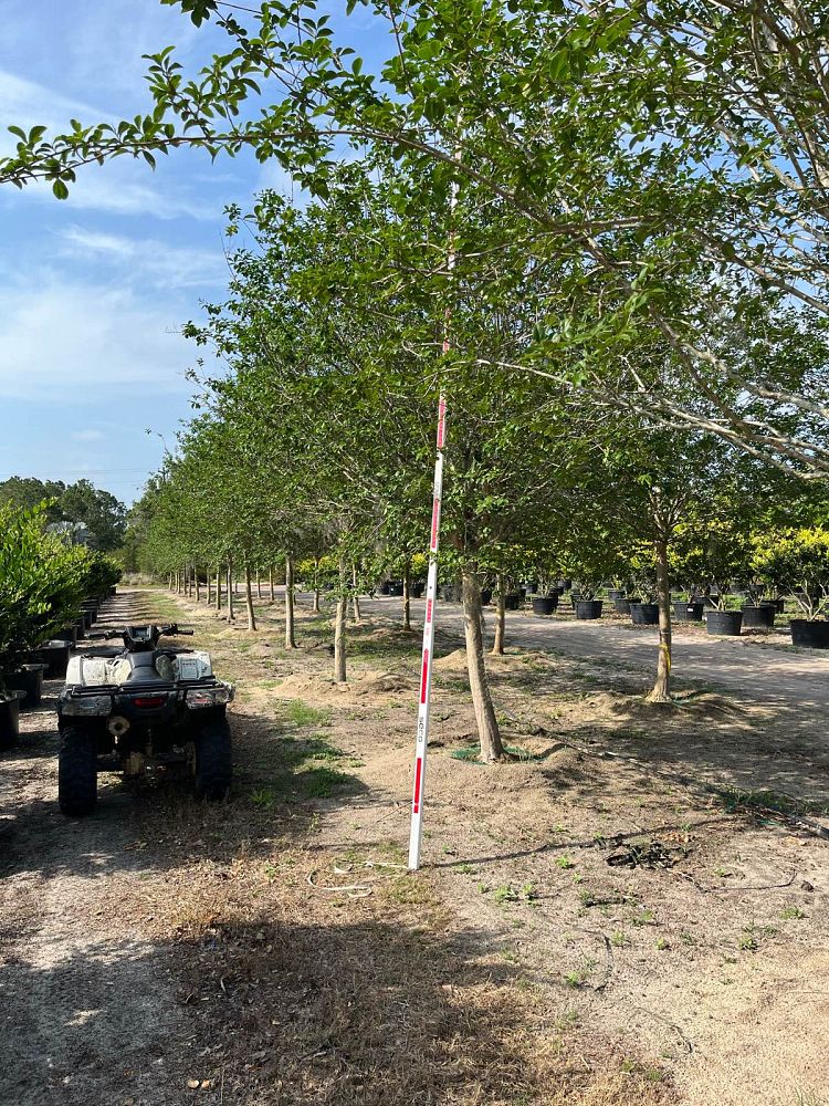 lagerstroemia-fauriei-muskogee-japanese-crape-myrtle