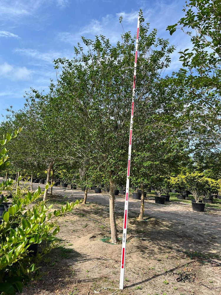 lagerstroemia-fauriei-muskogee-japanese-crape-myrtle