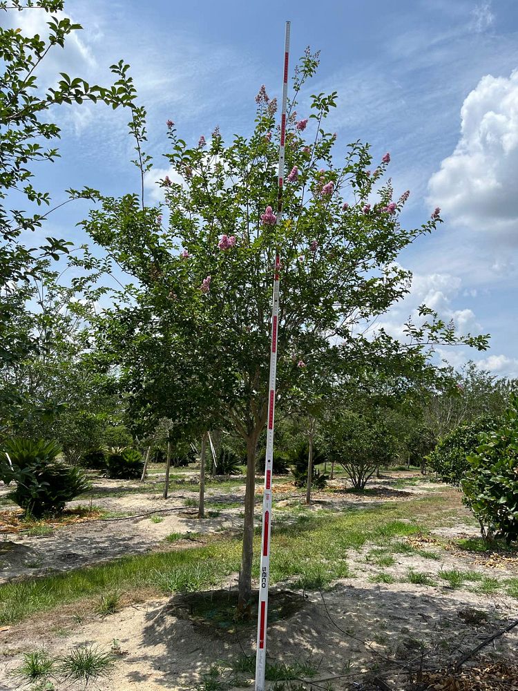 lagerstroemia-fauriei-muskogee-japanese-crape-myrtle