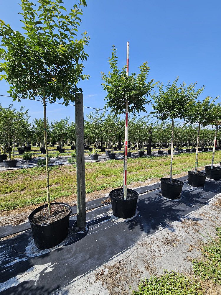 lagerstroemia-fauriei-muskogee-japanese-crape-myrtle