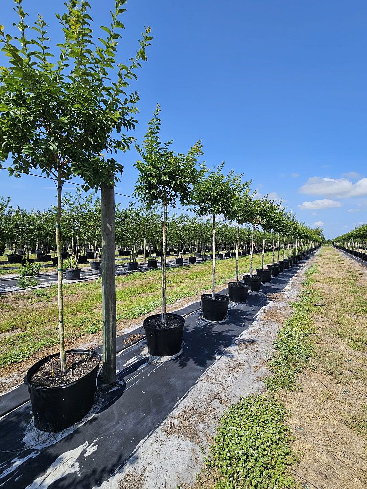 lagerstroemia-fauriei-muskogee-japanese-crape-myrtle