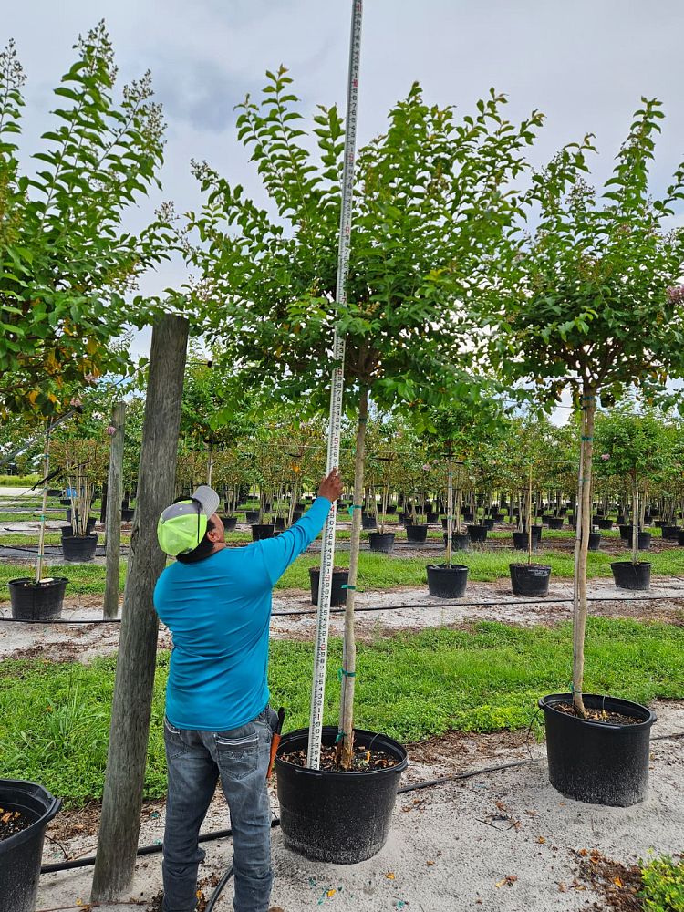 lagerstroemia-fauriei-muskogee-japanese-crape-myrtle